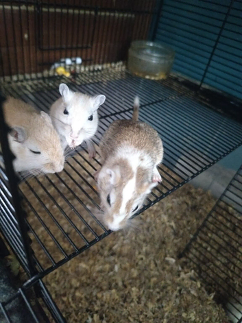Mixed gerbil available