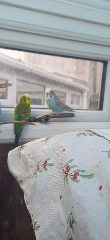 Pair of young cocks