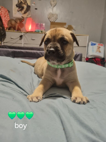 Green collar (bull herder) still available