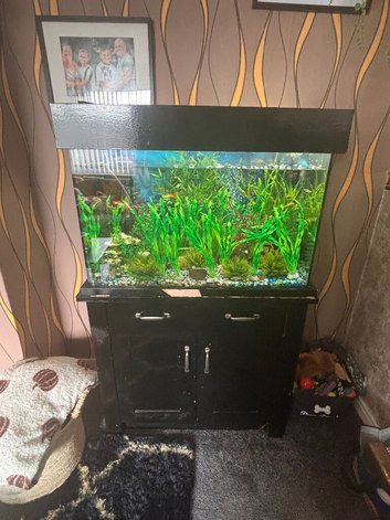 Fish tank and fish