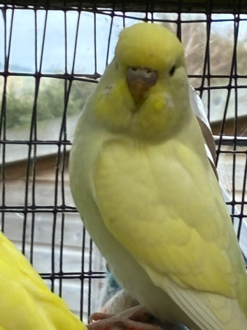 Lutino
