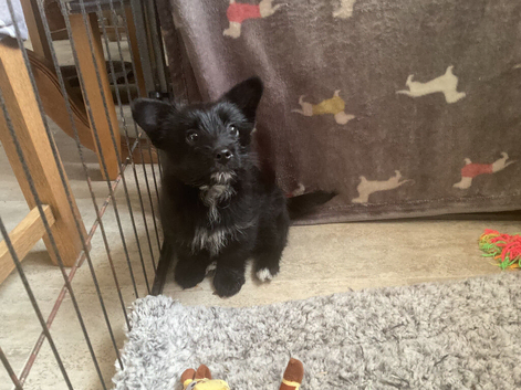 German spitz x Norfolk girl pup