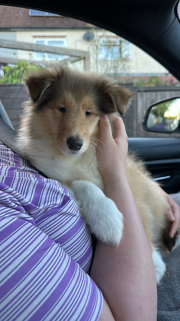 1 Male KC Sable and white Rough Collie Pups