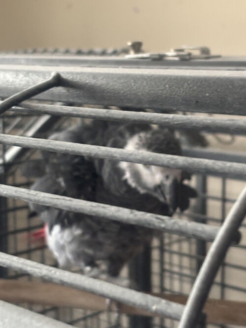 breeding african grey male proven