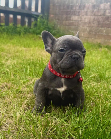 French Bulldog Puppies &ndash; 5 Girls & 1 Boy
