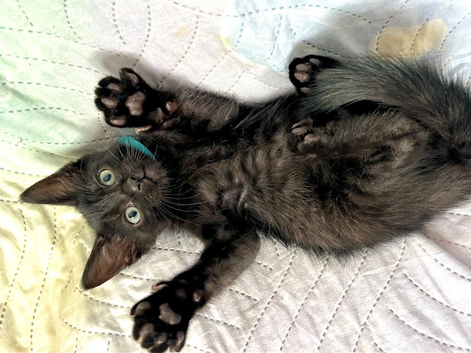Ready now - Last one half ragdoll boy kittens
