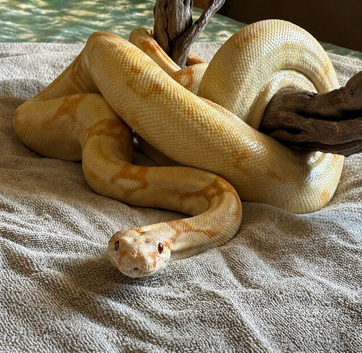 Sharp albino boa