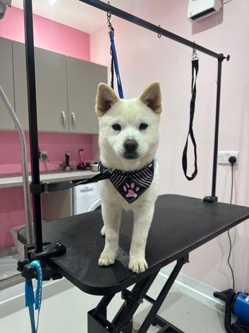 Pomsky puppy for sale (6 months)