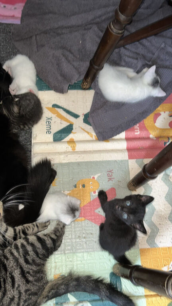 Kittens available