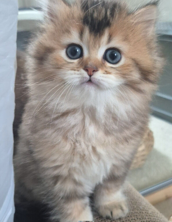 British Longhair & Shorthair