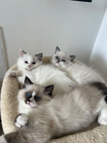 Ragdoll Kittens