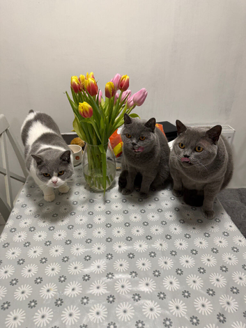 Rehome Cats