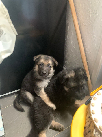 Straight Backed German Shepherd Puppies