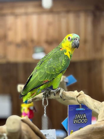 Amazon talking parrot
