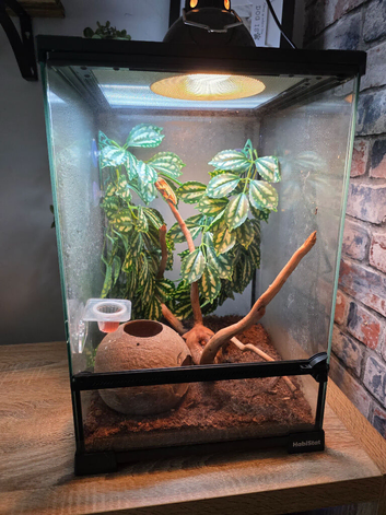 Crested gecko (frog bum)