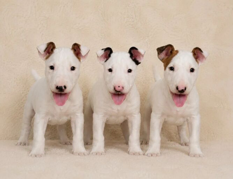 Beautiful English Bull Terrier Puppies Available