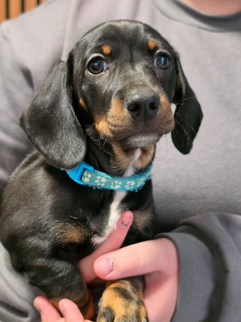 6 Beautiful Dachshunds pups