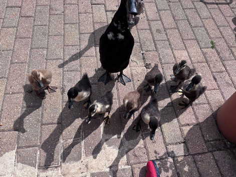 Runner Ducklings for Sale