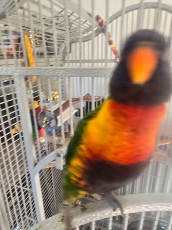 Rainbow lorikeet ozzie