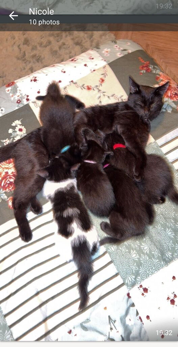 Kittens nearly 10 weeks old ready now