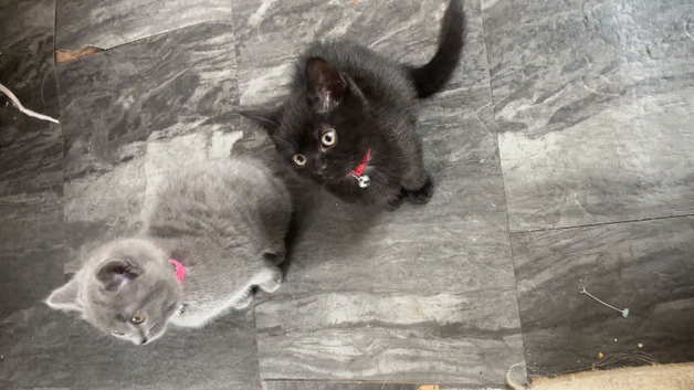 Black female kitten for sale.