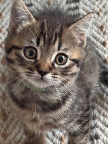 British shorthair cross (last left !)