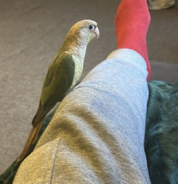 Green cheek conure