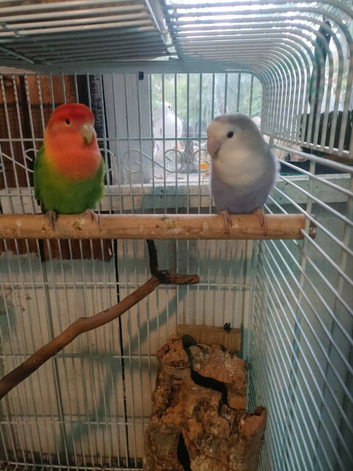 Pair of love birds