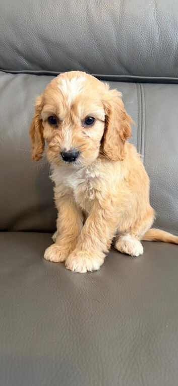 Beautiful cockapoo puppys