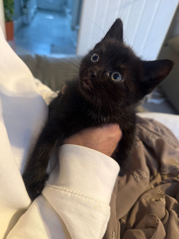 Beautiful black kitten
