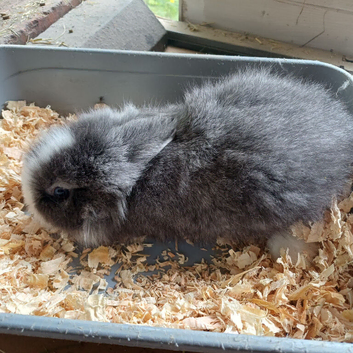 Baby lionhead bunnies