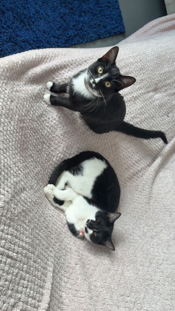 I have one kitten and one cat for sale both girls