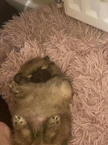 Two puppy&rsquo;s for sale