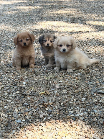 Beautiful Dachshund x Pomeranian Puppies