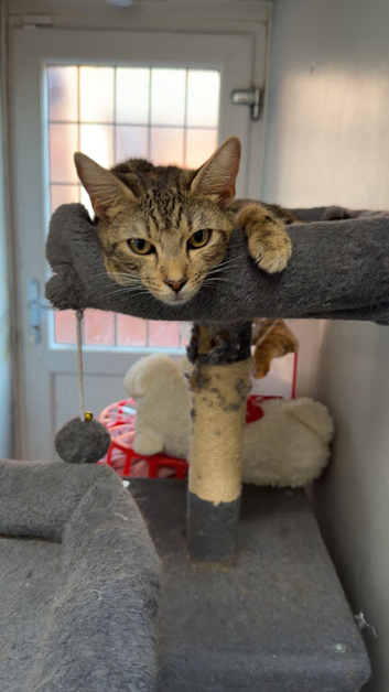 1 yr old female cat