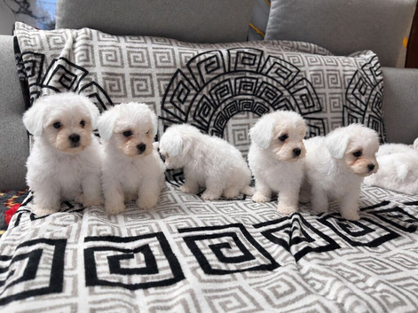 Maltese puppies