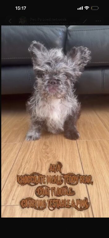 FLUFFY FRENCH BULLDOG