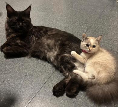 6.5kg 9 month male maincoon
