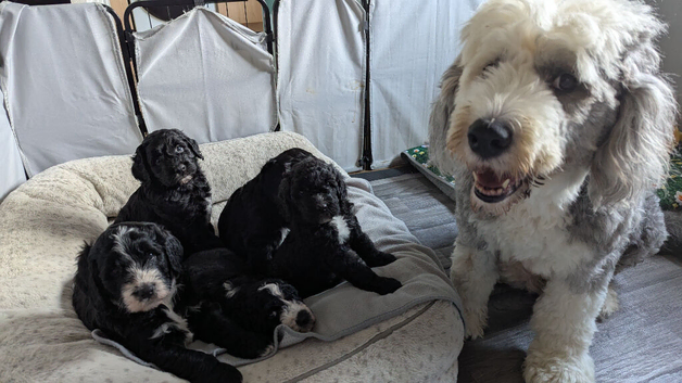 2 x F1 sheepadoodles looking for their family