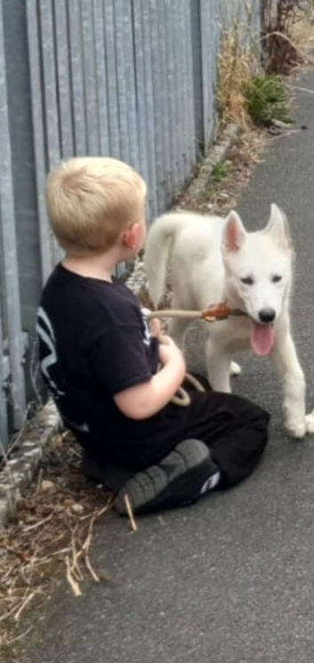 Happy husky female pup. Had second injection