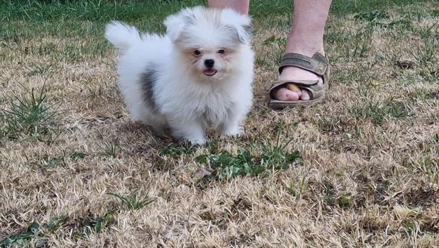 Pomeranian x shitzu. Boy. Fully vacinated. Ready to go