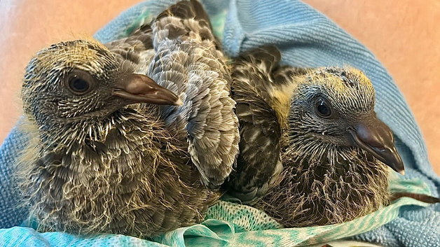 Pet / Homing Pigeons &pound;15 (per bird) ready mid July 2026