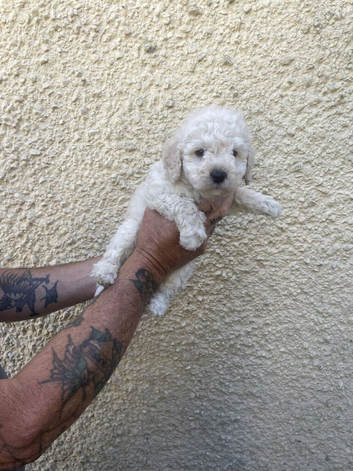 Hungarian puli cross miniature poodle