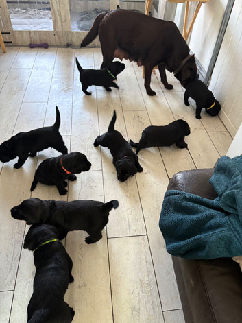 Chunky black labrador puppies for sale