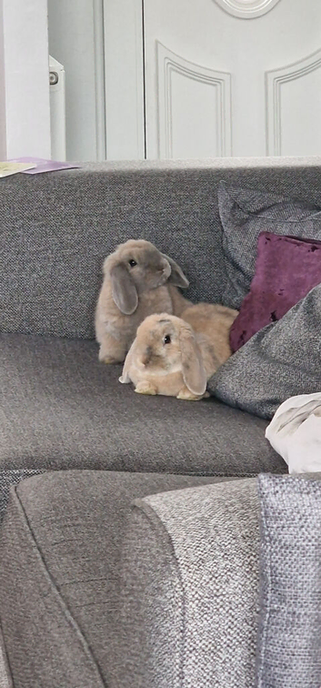 Male neutered mini lops