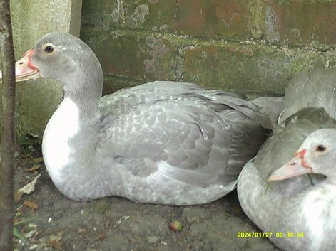 Lavender Muscovy Ducks & Drakes