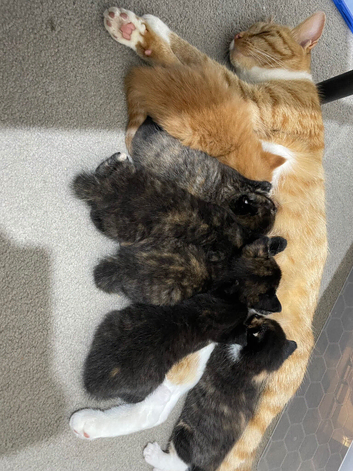 4 beautiful calico kittens for sale (all girls)