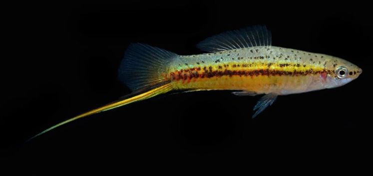 SWORDTAILs TROPICAL AND COLDWATER LIVEBEARERS Cultivated N Wild Forms from &pound;3