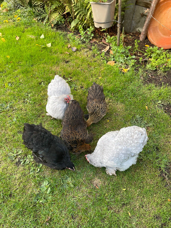 Pekin bantams hens
