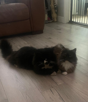 Ragdoll x Persian kittens
